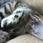 Zuri - F-1 Savanah female DOB 3-25-11