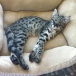 Zuri - F-1 Savanah female DOB 3-25-11