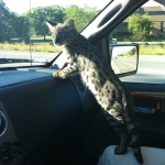 Zuri- F-1 Savannah Female DOB 3-25-11