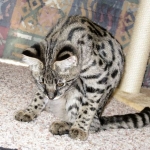 Zuri- F-1 Savannah Female DOB 3-25-11