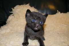 Banksy And Xibalba, Egyptian Mau Males  DOB 1-31-11