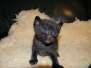 Banksy And Xibalba, Egyptian Mau Males  DOB 1-31-11