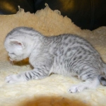Xibalba- Egyptain Mau Silver Male DOB 1-31-11