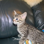 Mau Cool Bronze Male DOB 1-31-11