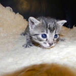 Mau Cool Bronze Male DOB 1-31-11