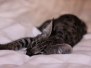 Meisha - F-1 Savannah Female 3-25-11