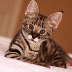 Meisha  F-1 savannah female DOB 3-25-11