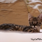 Meisha  F-1 savannah female DOB 3-25-11