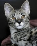 Meisha  F-1 savannah female DOB 3-25-11