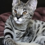 Meisha  F-1 savannah female DOB 3-25-11