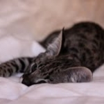 Meisha  F-1 savannah female DOB 3-25-11