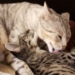 Meisha  F-1 savannah female DOB 3-25-11 and friend