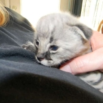 Meisha  F-1 savannah female DOB 3-25-11