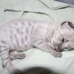 Meisha  F-1 savannah female DOB 3-25-11