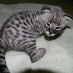 Meisha  F-1 savannah female DOB 3-25-11