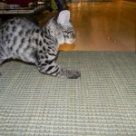 Meisha  F-1 savannah female DOB 3-25-11