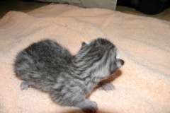 Apollo - Mau Silver Male  DOB 7-17-11