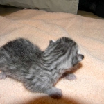 Apollo - Silver Male DOB 7-17-11