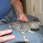 Apollo - Silver Male DOB 7-17-11