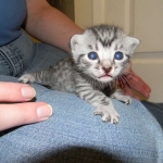 Apollo - Silver Male DOB 7-17-11