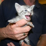 Apollo - Silver Male DOB 7-17-11