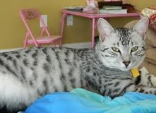 Cairo - Silver Male  DOB 7-17-11