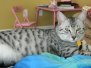 Cairo - Silver Male  DOB 7-17-11