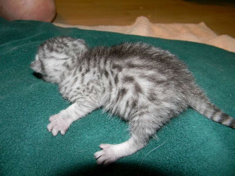 Mari - Mau - Silver Male DOB 7-17-11