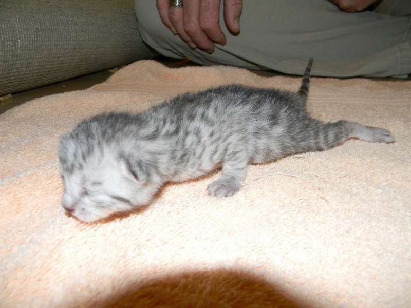 Mari - Mau - Silver Male DOB 7-17-11