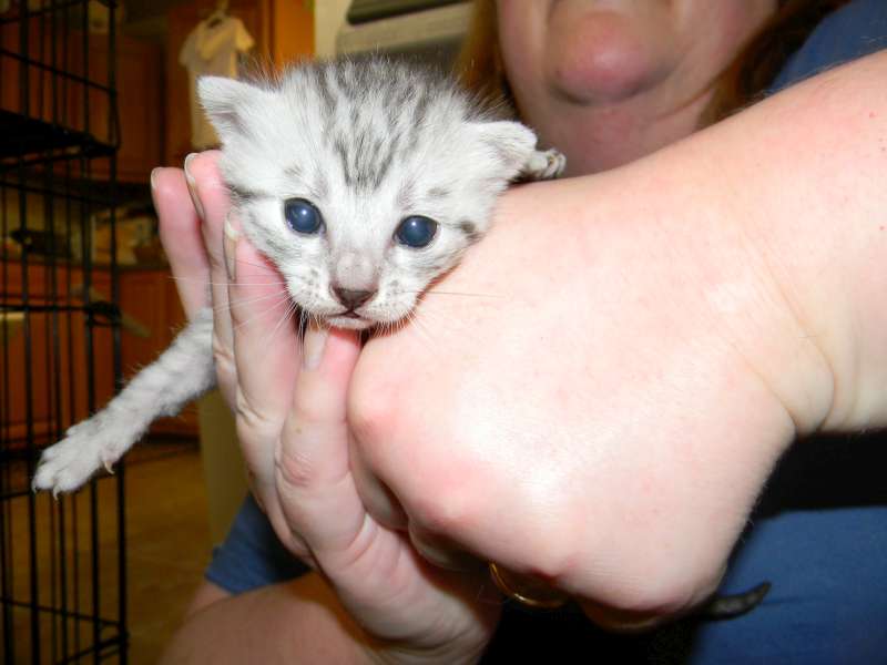 Mari - Mau - Silver Male DOB 7-17-11