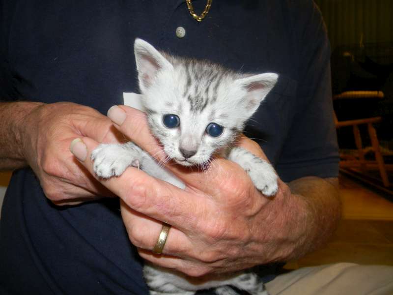 Mari - Mau - Silver Male DOB 7-17-11