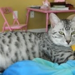 Cairo - Egyptian Mau Silver Male DOB 7-17-11