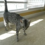 Cairo - Egyptian Mau Silver Male DOB 7/17/11