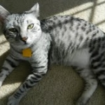 Cairo - Egyptian Mau Silver Male DOB 7/17/11