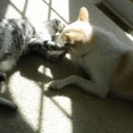 Cairo - Egyptian Mau Silver Male DOB 7/17/11