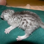 Mari - Mau - Silver Male DOB 7-17-11