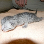 Mari - Mau - Silver Male DOB 7-17-11