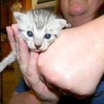 Mari - Mau - Silver Male DOB 7-17-11