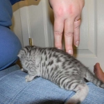 Mari - Mau - Silver Male DOB 7-17-11