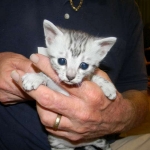 Mari - Mau - Silver Male DOB 7-17-11