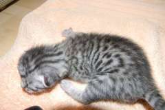 Huebright - Egyptian Mau Silver Male  DOB 7-17-11