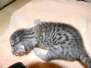 Huebright - Egyptian Mau Silver Male  DOB 7-17-11