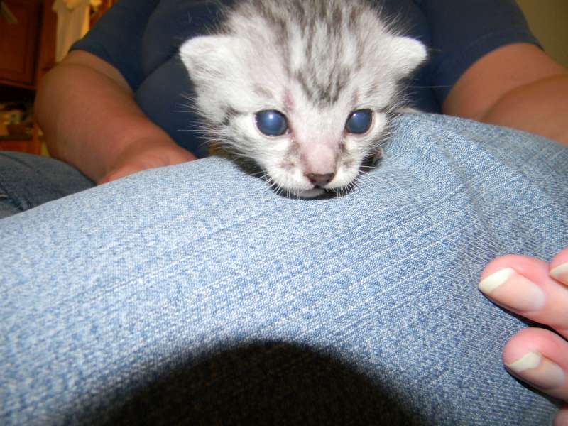 Kristin - Mau - Silver Male DOB 7-17-11