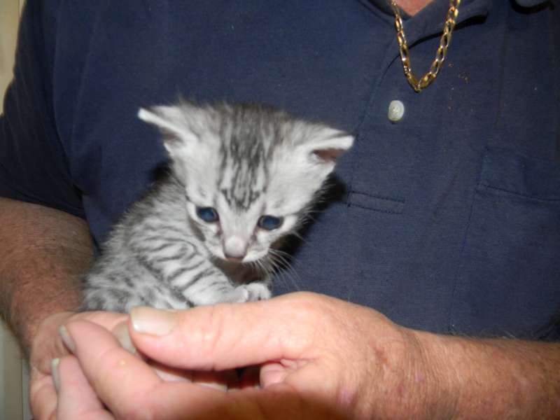 Kristin - Mau - Silver Male DOB 7-17-11