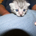 Kristin - Mau - Silver Male DOB 7-17-11