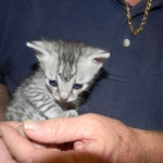 Kristin - Mau - Silver Male DOB 7-17-11