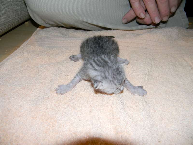 Archimedes Dimitri Silver Egyptian Mau DOB 7/17/11