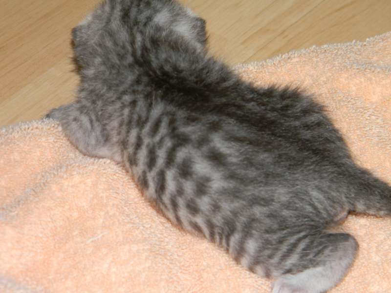 Archimedes Dimitri Silver Egyptian Mau DOB 7/17/11