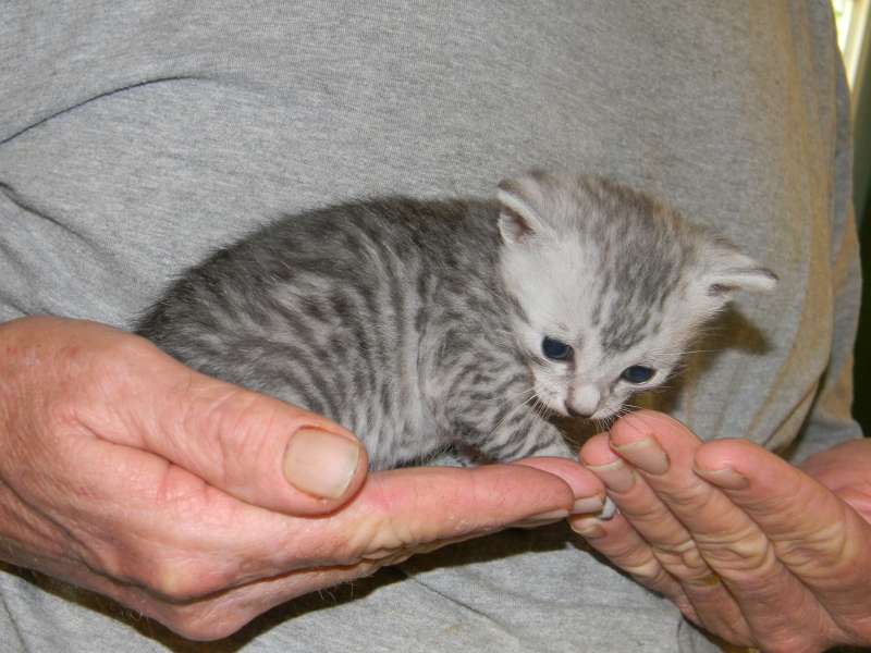Archimedes Dimitri Silver Egyptian Mau DOB 7/17/11