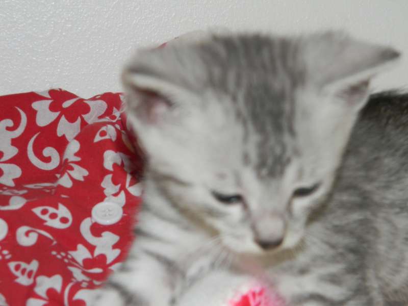 Archimedes Dimitri Silver Egyptian Mau DOB 7/17/11
